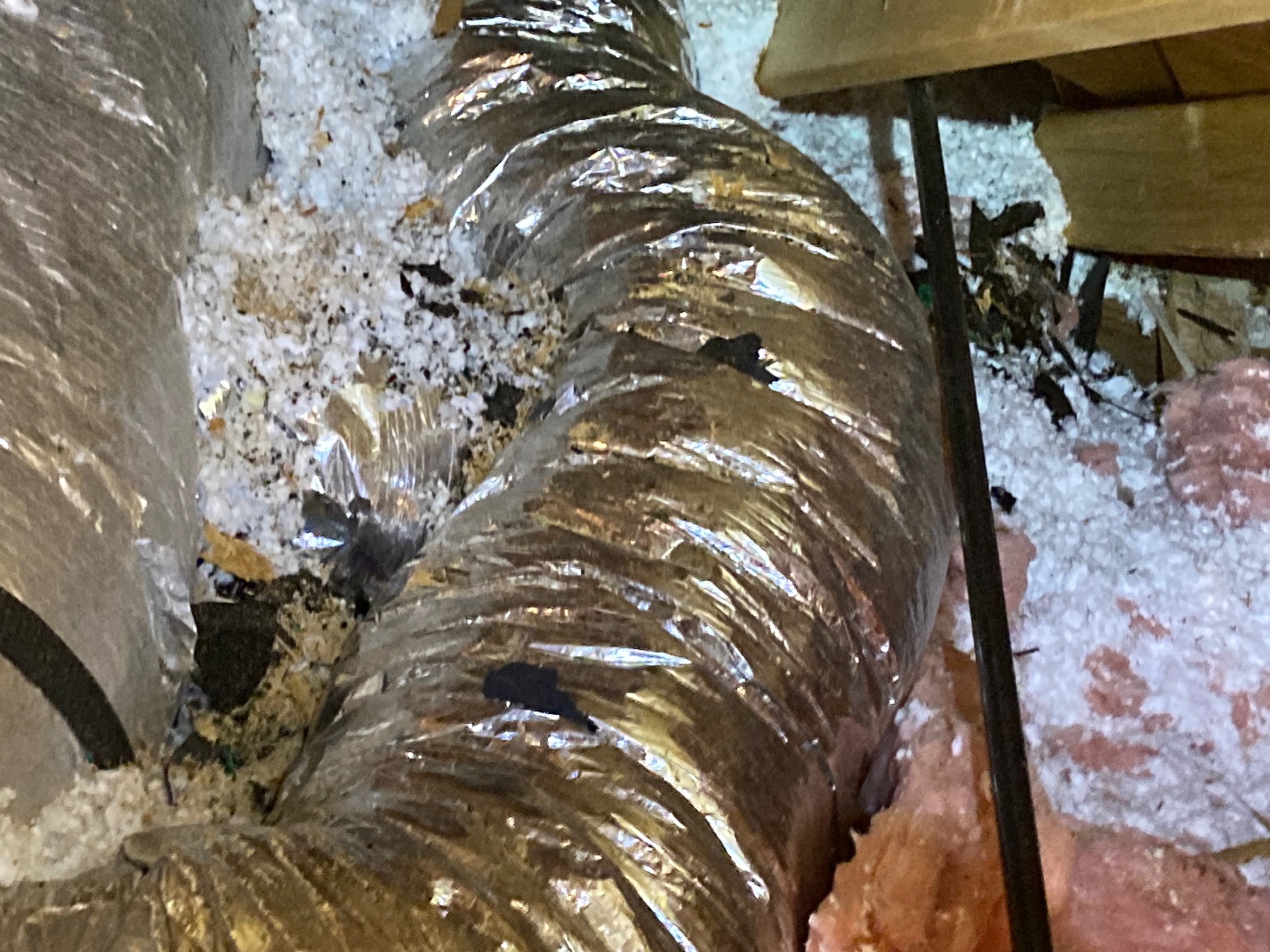 Raccoon in Attic Removal - Critter Control in Atlanta, GA - Raccoon